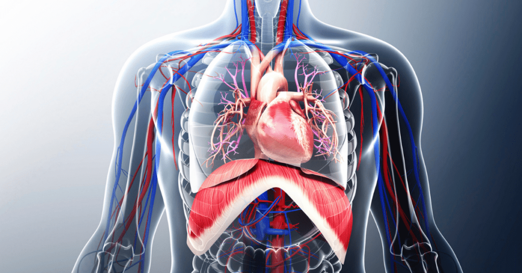 The anatomy and veins of the human torso.